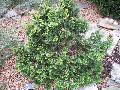Dwarf Hinoki Cypress / Chamaecyparis obtusa 